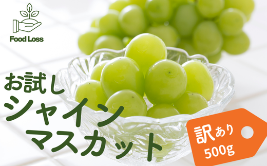 TK19-25A ぶどう シャインマスカット家庭用 500g以上 ／2025年9月上旬～配送予定 // 長野県 松川町産 南信州 葡萄 ブドウ 種なし 高品質 2～3房 高糖度 高地栽培 シャインマスカット