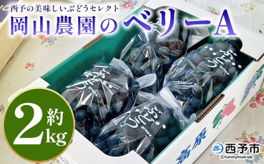 ＜西予の美味しいぶどう セレクトセット／ベリーA 約2kg（岡山農園）＞ 果物 くだもの フルーツ ぶどう 葡萄 ブドウ セット 野菜ソムリエ 食べて応援 特産品 産地直送 西予ぶどう倶楽部 愛媛県 西予市【冷蔵】