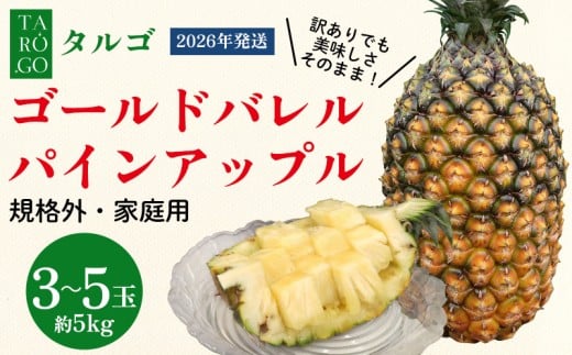 [規格外・家庭用]TARUGO ゴールドバレルパイン 約5kg(3〜5玉)2026年発送 家庭用 パイン パインアップル パイナップル タルゴ タルゴゴールド ゴールドバレル 葉ナシ ご自宅用 訳あり 国産パイン 規格外 生産者応援 農家応援 高級フルーツ 大玉 国産 やんばる 沖縄 東村
