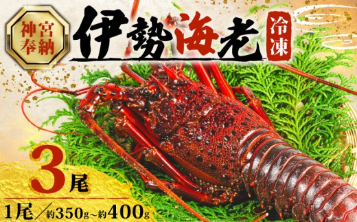 【順次発送・ダンボール入】 伊勢海老 約350g~400g × 3尾 冷凍 数量限定 期間限定 伊勢海老 伊勢エビ 伊勢 海老 エビ イセエビ 刺身 焼き物 お味噌汁 鍋 ボイル エビフライ アレンジ可 職人厳選 新鮮 海鮮 ギフト 贈答 急速冷凍 三重県 志摩市 2243494 - 三重県志摩市