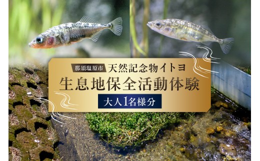 那須塩原市天然記念物イトヨ 採捕・生息地保全活動体験【大人1名様分】 ns056-003 【イトヨ 体験 川 環境保全 ガイド 自然 魚 絶滅危惧種 天然記念物 ネイチャーポジティブ】 
