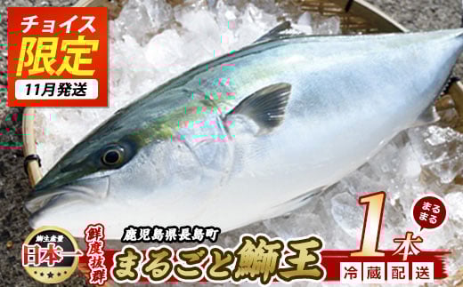 内臓処理済み鰤王長島町特産の鰤王（まるごと１本　内臓処理済み）