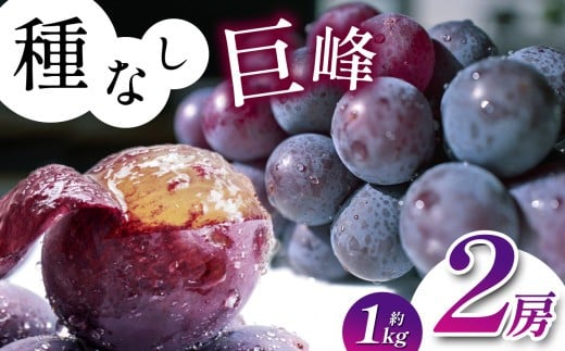 種なしぶどうの定番！