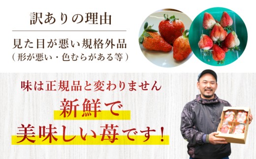 訳あり いちご 1kg