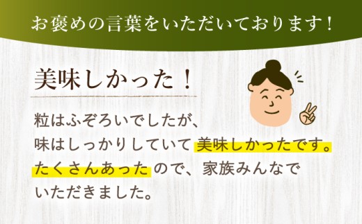 訳あり いちご 1kg