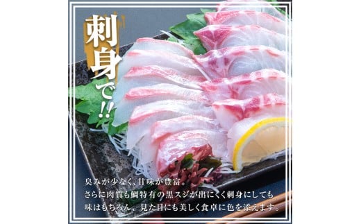 鰤王とは？