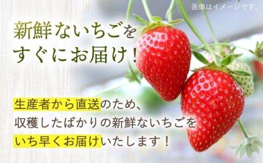 訳あり いちご 1kg