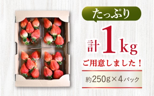 訳あり いちご 1kg