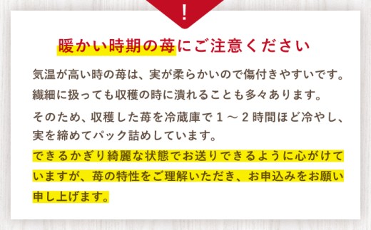 訳あり いちご 1kg