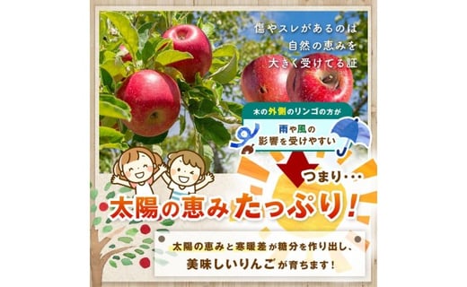 信州から直送！旬のりんごをお好きな品種で♪