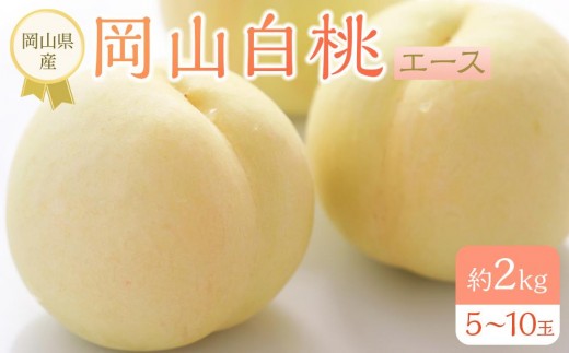 岡山県産 桃 岡山白桃 2026年 エース 約2kg（5～10玉）もも モモ フルーツ 果物 ギフト 1303656 - 岡山県岡山市