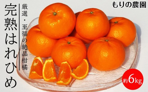 はれひめ「みかんの甘み」と「オレンジの香り」の新品種！6kg【もりの農園 柑橘 果物 フルーツ 人気 おすすめ 瀬戸内 広島県  尾道市】