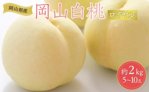 岡山県産 桃 岡山白桃 2026年 ロイヤル 約2kg（5～10玉）もも モモ フルーツ 果物 ギフト 1303655 - 岡山県岡山市