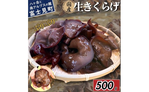 【2026年先行予約】 肉厚 ぷりぷりコリコリ 生きくらげ 500g 八ヶ岳山麓育ち 国産 安心安全 農薬不使用 ハウス栽培 食物繊維 信州 送料無料 [7月中旬発送開始]