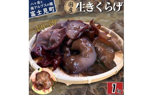 【2026年先行予約】 肉厚 ぷりぷりコリコリ 生きくらげ 1kg 八ヶ岳山麓育ち 国産 安心安全 農薬不使用 ハウス栽培 食物繊維 信州 送料無料 [7月中旬発送開始]