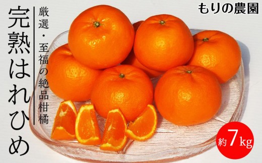 はれひめ「みかんの甘み」と「オレンジの香り」の新品種！7kg【もりの農園 柑橘 果物 フルーツ 人気 おすすめ 瀬戸内 広島県  尾道市】