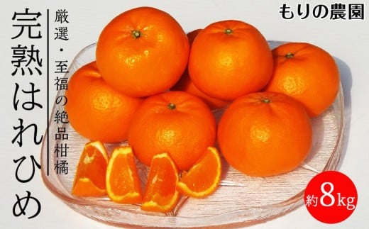 はれひめ「みかんの甘み」と「オレンジの香り」の新品種！8kg【もりの農園 柑橘 果物 フルーツ 人気 おすすめ 瀬戸内 広島県  尾道市】