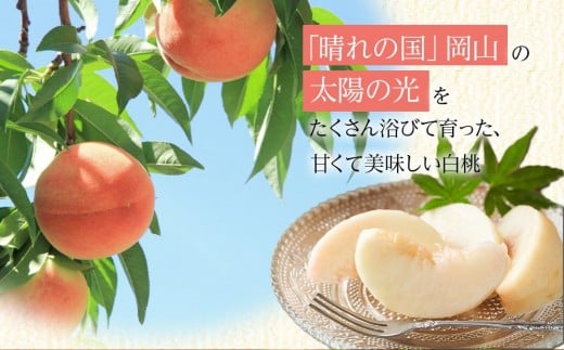 岡山県岡山市のふるさと納税 岡山県産 桃 岡山白桃 2026年 ロイヤル 約1kg（4～6玉）もも モモ フルーツ 果物 ギフト