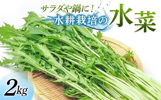 サラダや鍋に！水耕栽培の水菜 2kg F6U-282