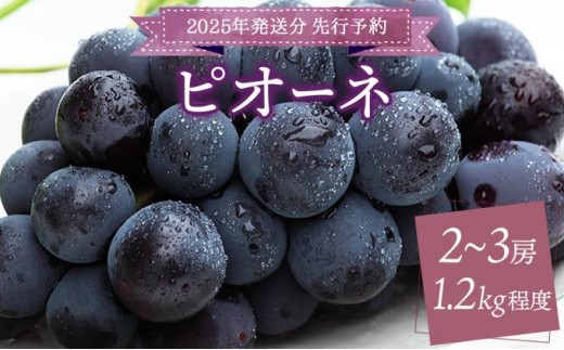 ＜2025年発送分 先行予約＞ピオーネ 1.2kg以上（2～3房）［025-a022］