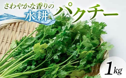 さわやかな香りの水耕パクチー 1kg F6U-277