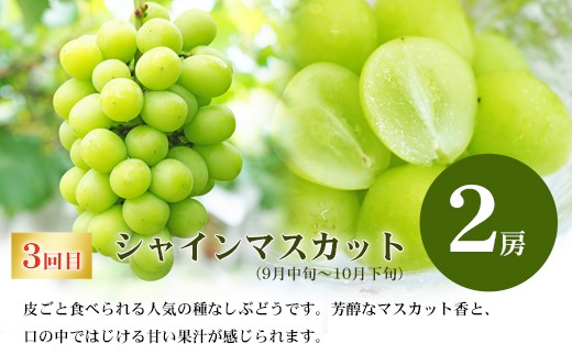 福島県福島市のふるさと納税 No.2768福島のフルーツ定期便３種【2026年発送　先行予約】