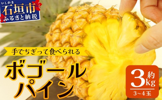 【先行予約】《2025年5月上旬頃より順次発送》石垣島産 ボゴールパイン 3～4玉セット 約3㎏【産地直送 石垣島産 石垣 完熟 パイン パイナップル スナックパイン ボゴール 】TD-3