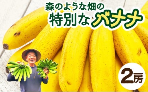 希少！こだわりの水を使い「森ような畑」で栽培する、仲原さんのバナナ【 沖縄県 石垣島 石垣島産 バナナ ばなな 農薬不使用 化学肥料不使用 】OI-16