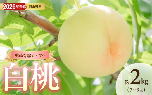【2026年発送】岡山県産白桃(ロイヤル) 約2kg(令和8年6月中旬~8月上旬発送)【白桃 もも フルーツ モモ ロイヤル 糖度最上級 岡山県産 くだもの王国岡山 】 2266944 - 岡山県備前市