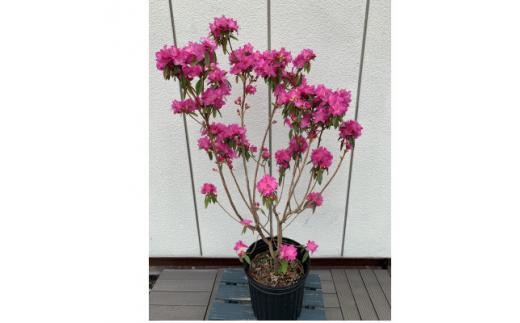 早春の庭を飾る 吉野ツツジ 濃いピンクの花 〈プラス樹〉 2258442 - 三重県鈴鹿市
