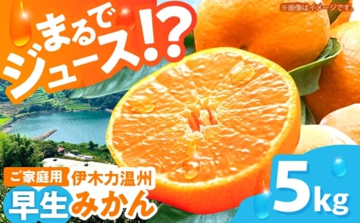 伊木力温州早生みかん5kg(ご家庭用、箱入り) / 伊木力 温州みかん みかん ミカン 蜜柑 佐瀬 諫早 多良見 長崎 早生 / 末永果樹園 [AHBD004]