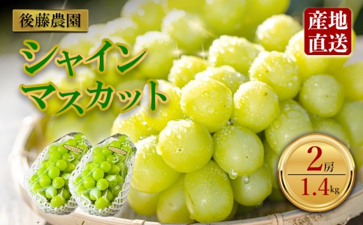 「後藤農園」シャインマスカット 約1.4kg 2房  希少  ぶどう 新鮮 期間限定 皮ごと ブドウお取り寄せ　熊本県　阿蘇市 2259702 - 熊本県阿蘇市
