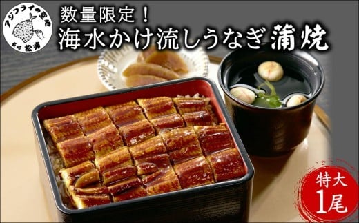 数量限定！海水かけ流しうなぎ蒲焼 特大サイズ1尾( ウナギ うなぎ 鰻 かば焼き 鰻の蒲焼 うなぎ蒲焼 長崎県産 青うなぎ 魚 魚介類 海産物 海の幸 )【B5-103】