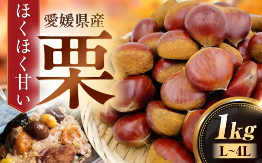 栗1kg(L〜4Lサイズ) 愛媛県大洲市/株式会社フジ・アグリフーズ 栗 くり 果物 秋果物 フルーツ [AGBA020]栗 テリーヌ 甘露煮 栗ごはん 栗の渋皮煮 秋の味覚 くり 和菓子 栗ご飯 栗きんとん スイーツ クリ モンブラン マロン