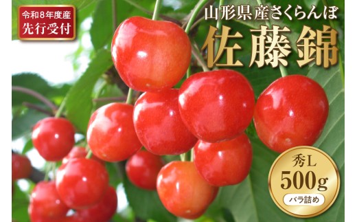 【2026年産先行予約】さくらんぼ佐藤錦 秀L 500g(500gバラ詰め×1パック)山形県河北町産【晴天畑】 さくらんぼ 贈答 ギフト 佐藤錦 秀品 先行予約 令和8年産  ka073-009