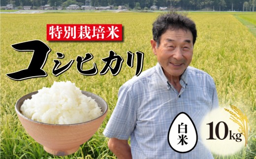 [10月発送] 特別栽培米 コシヒカリ 白米 10kg 新潟 米 新潟県 こめ ご飯 ごはん おいしい こしひかり 新発田 新発田産 新潟産 朝食 昼食 夕飯 炊きたて 精米 success002_202510