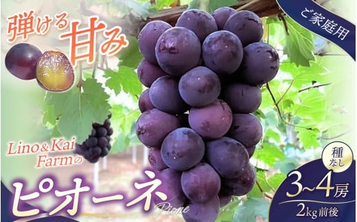 【2025年先行予約】【ご家庭用】 岡山の『ニューピオーネ』 3房～４房  (2kg前後 化粧箱入) Lino＆Kai Farm 【2025年9月中旬～順次発送】 / 朝採れ ぶどう 岡山  真庭市 ピオーネ 高級 ギフト 大粒 果物 贈答 人気 産地直送 国産 安全 数量限定 種なし 食べチョクアワード 受賞
