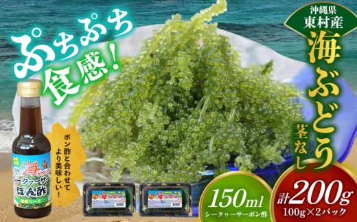 美ら海 沖縄県産 海ぶどうセット／茎なし200g（100g×2パック）ポン酢付 海ブドウ 海ぶどう うみぶどう パック 茎なし クビレズタ たれ付き 海鮮 海藻 プチプチ おつまみ 沖縄料理 ご当地 特産品 グルメ 人気 居酒屋 常温 沖縄県 東村 2257994 - 沖縄県東村