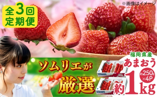 【全3回定期便】福岡産 冬あまおう 250g×4P 吉富町/南国フルーツ株式会社 [BGAG042] 果物 フルーツ デザート いちご イチゴ 苺 あまおう 人気 美味しい ふるさと納税 2258456 - 福岡県吉富町