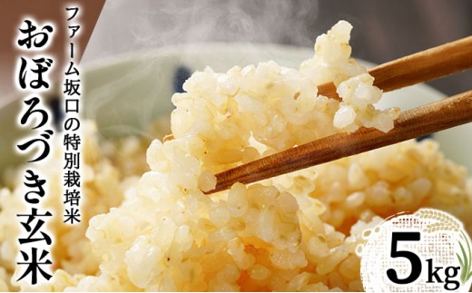 令和7年産!ファーム坂口の特別栽培米 おぼろづき玄米 5kg(5kg×1) | 北海道岩見沢産 おぼろづき 玄米 5kg 10kg 15kg 30kg 北海道 岩見沢市