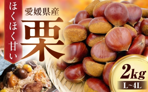 【先行予約】【9月下旬から順次発送】栗2kg（L～4Lサイズ）　愛媛県大洲市/株式会社フジ・アグリフーズ　栗 くり 果物 秋果物 フルーツ [AGBA022]栗 テリーヌ 甘露煮 栗ごはん 栗の渋皮煮 秋の味覚 くり 和菓子 栗ご飯 栗きんとん スイーツ クリ モンブラン マロン 2258567 - 愛媛県大洲市