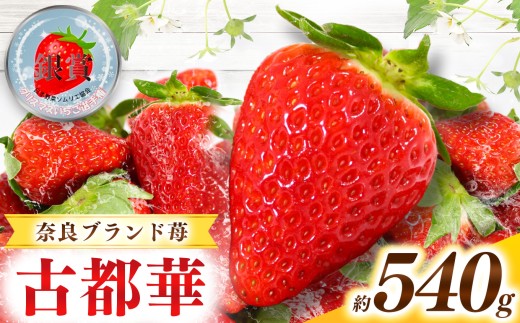 甘くて高級 奈良県産ブランド「 古都華 ( ことか )」 2パック (約 540g )| フルーツ くだもの 果物 いちご イチゴ ことか コトカ 古都華 高糖度 旬 2月 3月 4月 5月 順次発送 LIP~幸せいちご園~ 産地直送 農家直送 お取り寄せ 送料無料 グルメ フレッシュ 果実 新鮮 ブランド苺 ストロベリー 冷蔵 糖度 減農薬栽培 濃厚 贅沢 奈良県 五條市 2227106 - 奈良県五條市