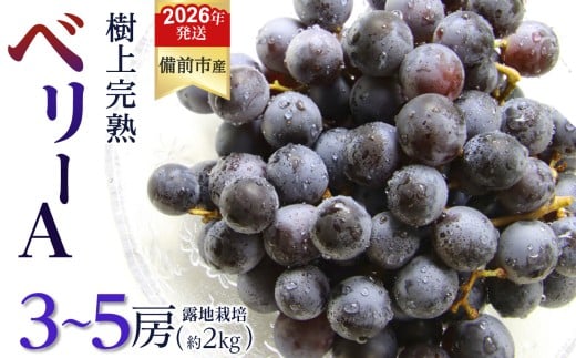 【2026年発送分　先行受付開始！】びぜん葡萄「ベリーＡ」（露地栽培）約2kg（令和8年9月上旬～9月中旬頃発送） 【 岡山県備前市産 ベリーＡ 露地栽培 約2kg 3～5房目安 樹上完熟 】 2274857 - 岡山県備前市
