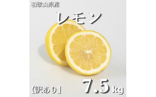和歌山産 レモン 7.5kg  ［訳あり］ ［US2］ 1396137 - 和歌山県九度山町