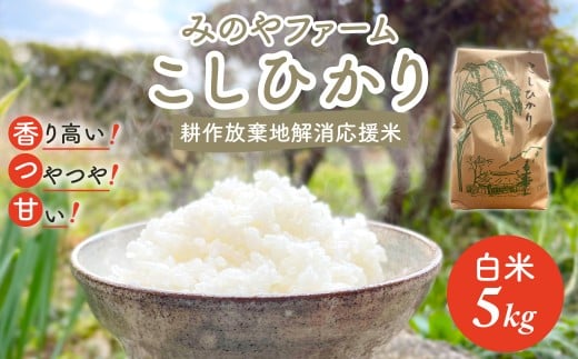 令和7年産新米 こしひかり 5ｋｇ（白米） みのやファーム耕作放棄地解消応援米  【 コシヒカリ こしひかり おいしい お米 米 こめ 自然栽培 贈り物 ギフト 千葉県 御宿町 人気 おすすめ ランキング 】 ONJF003