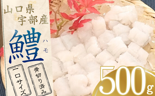 【宇部産】ハモ 500g 【一口サイズ】【ハモ はも 鱧 山口県産 宇部産 山口県宇部産 鮮魚 魚 処理済み 骨切り 湯引き 天ぷら 鍋 鍋料理 料理 大容量 一口サイズ 贈呈品 贈り物 返礼品】