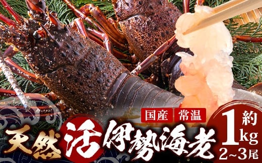 【数量限定・先行予約】天然 活 伊勢海老 約1kg 2～3尾 ≪2025年11月下旬より発送≫ ｜国産 えび イセエビ 伊勢エビ 常温 産地直送 天然 年末 天然　AB-501