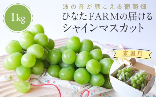 【家庭用】波の音が聴こえる葡萄畑 ひなたFARM シャインマスカット【シャインマスカット マスカット 果物 フルーツ シャイン ぶどう 葡萄 鳥取県産 鳥取 北栄町 おすすめ 人気】