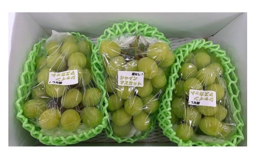 【先行予約／数量限定50】京丹後産シャインマスカット 1.8kg以上（3房入り）（2025年9月中旬～発送）　JA00074