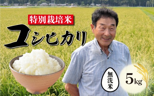 [10月発送 無洗米]特別栽培米 コシヒカリ 無洗米 5kg 新潟 米 新潟県 こめ ご飯 ごはん おいしい こしひかり 新発田 新発田産 新潟産 朝食 昼食 夕飯 炊きたて 精米 success003_202510